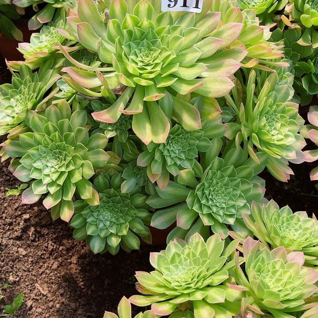 多肉植物911多肉