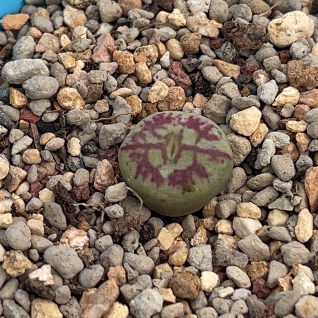 7968绿体紫纹毛杂一颗