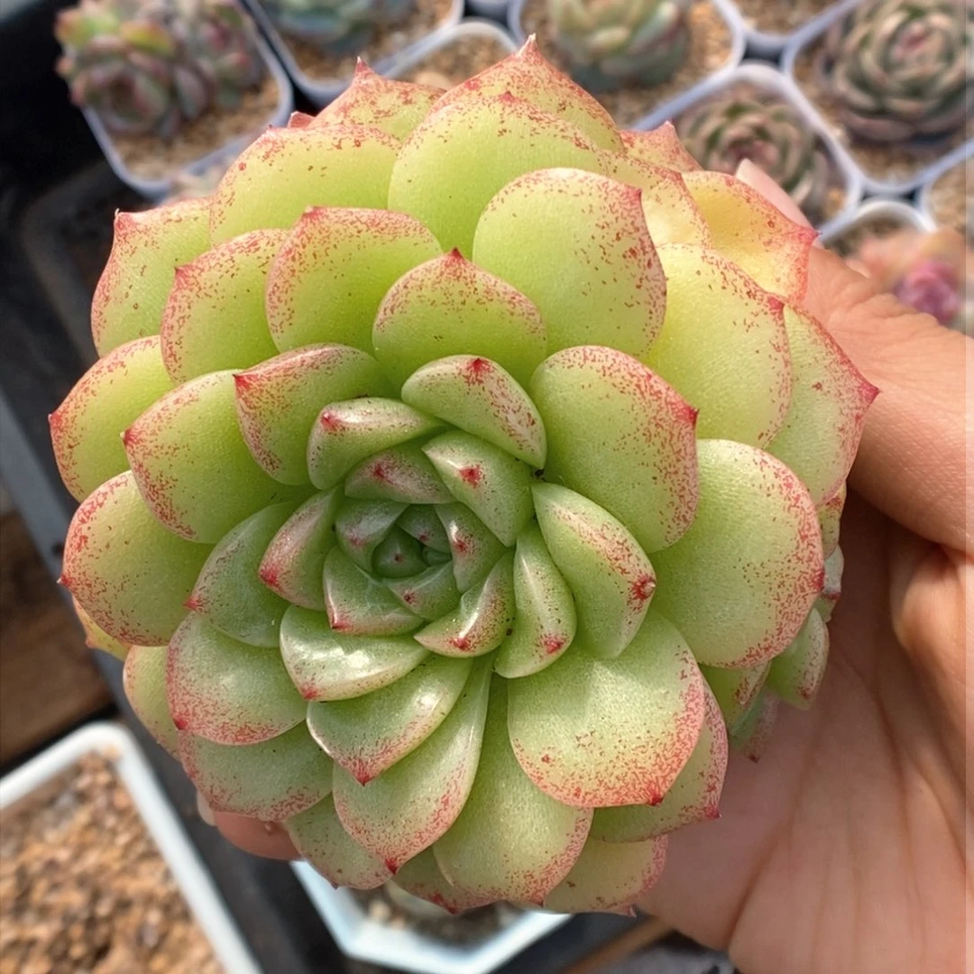 油透麦秆群生。