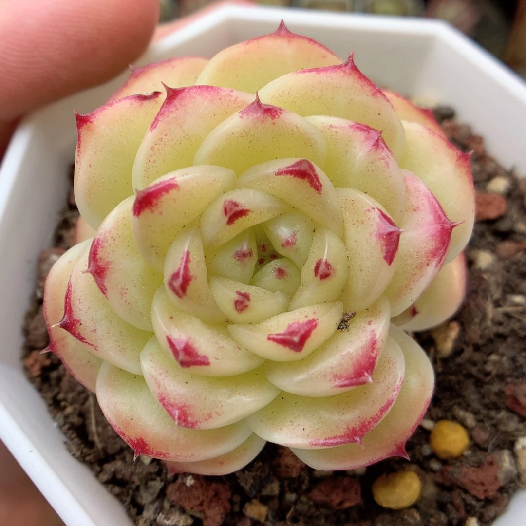 X177 ，20包邮两天凑单偏远不发货