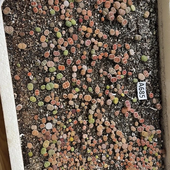 生685石花整筐脱土发货