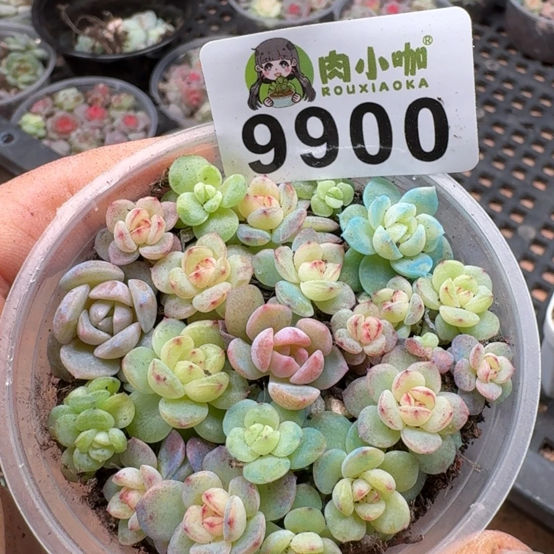 多肉植物多肉植物