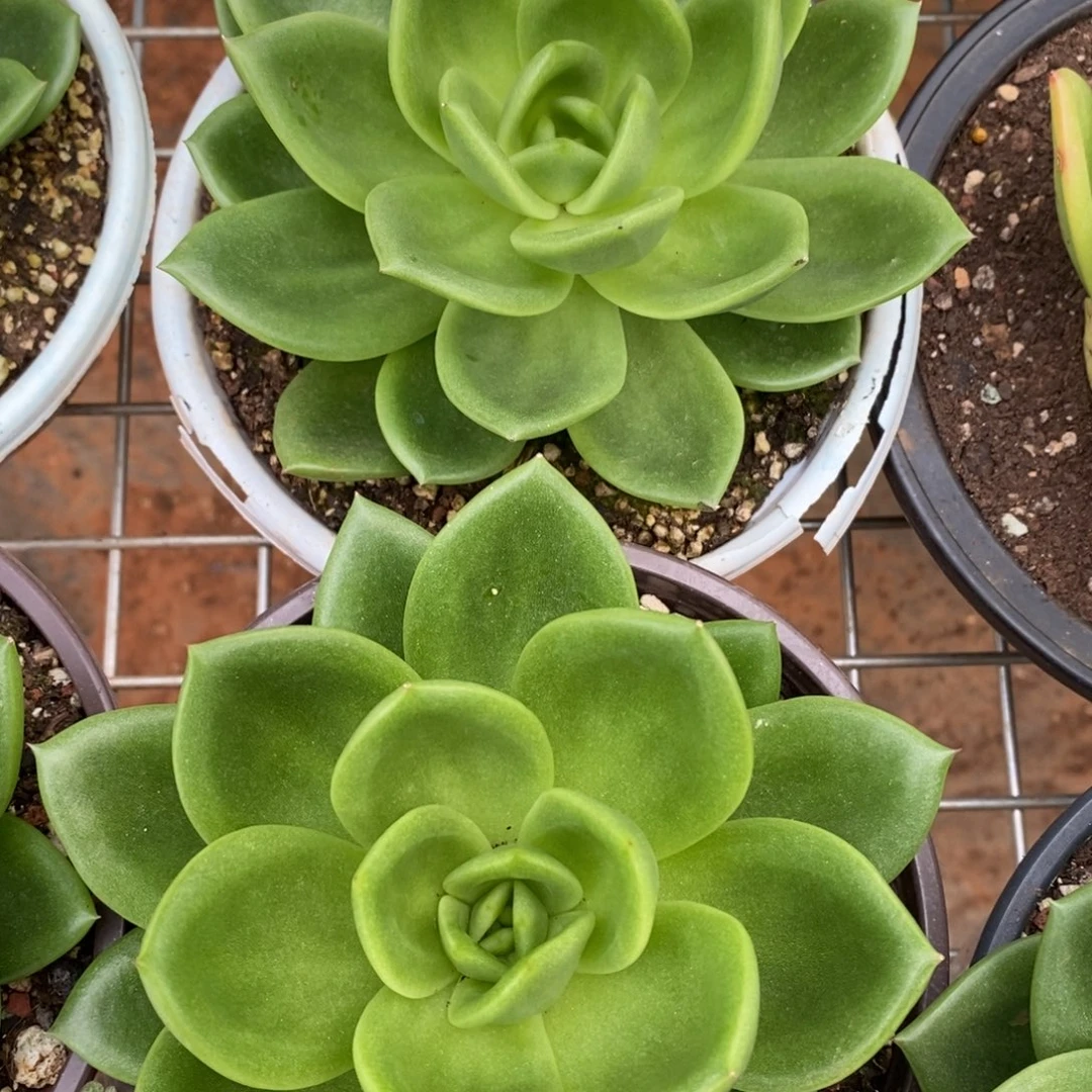 x014-多肉植物 翠花两颗