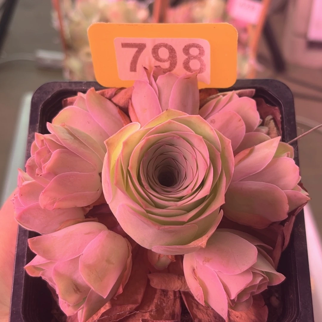 12方盆清秋玫瑰群798