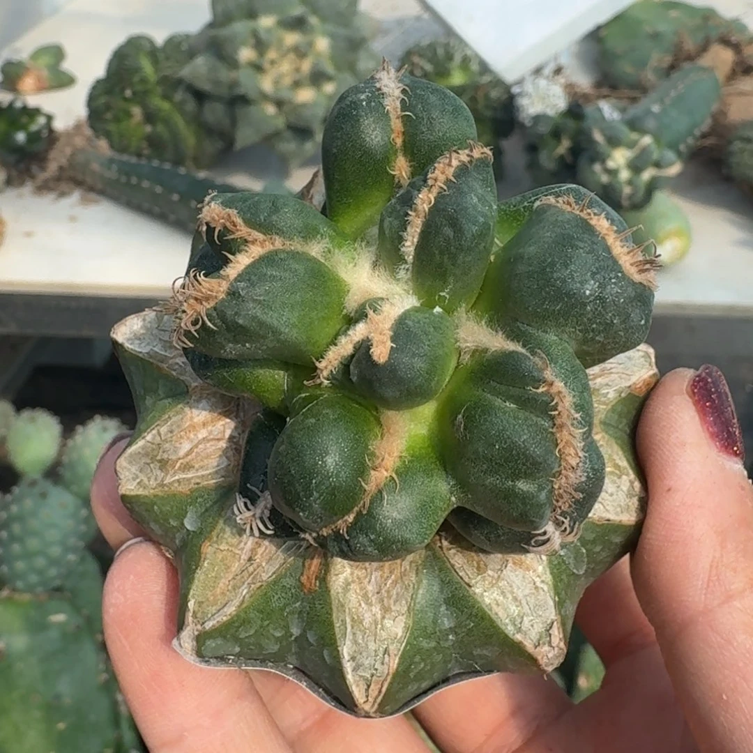 【闪购商品】无花朵中****涛蛋尤341