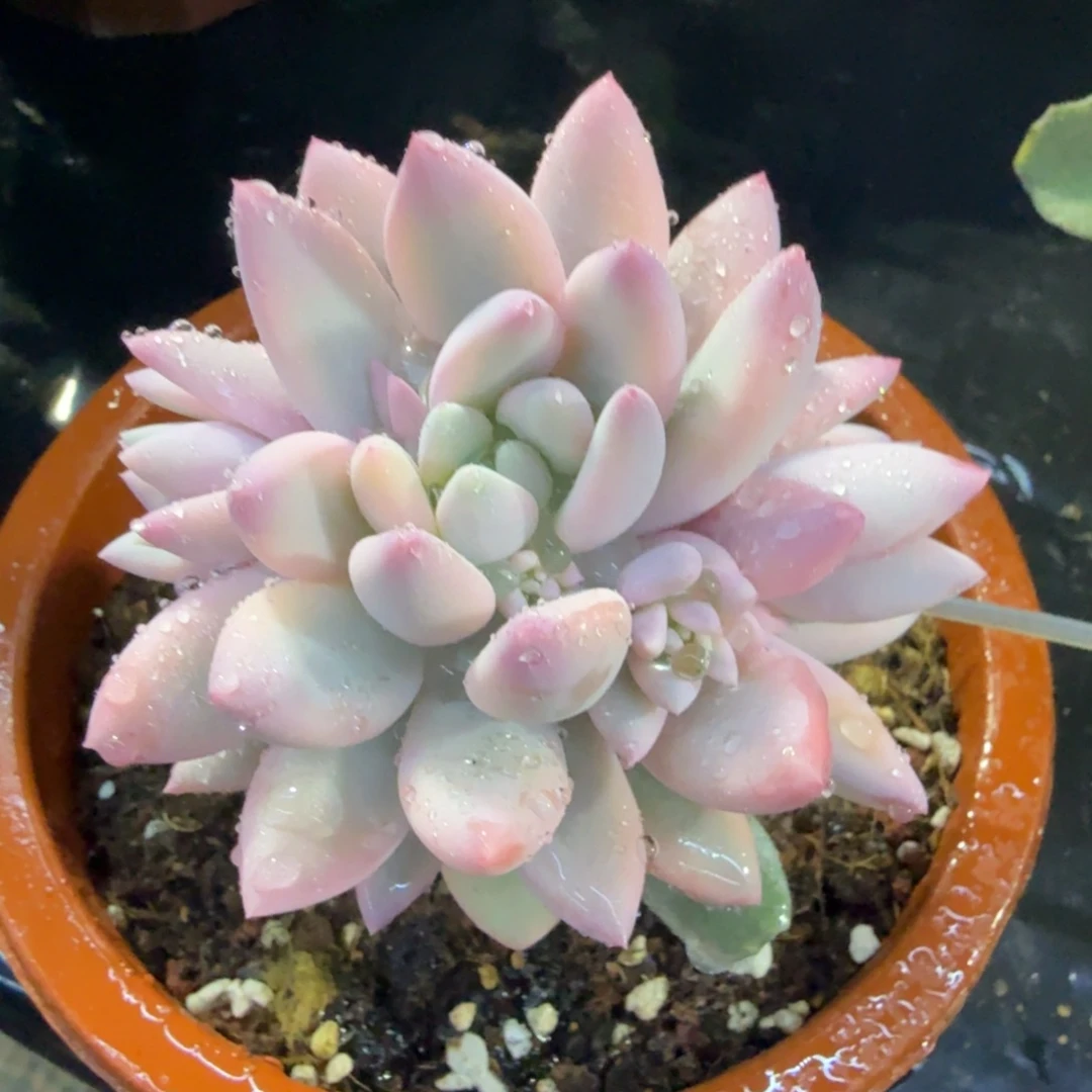 所罗门巨人锦群，多肉锦