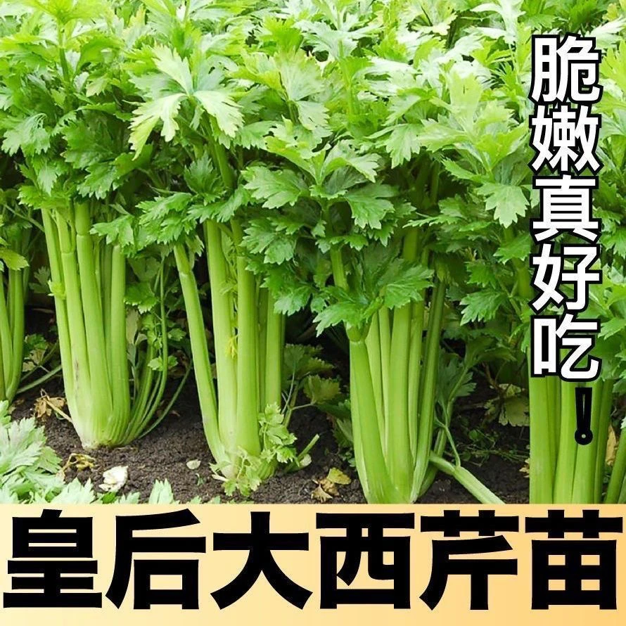 皇后西芹苗大肉西芹秧苗抗寒实心芹菜苗种子春秋四季阳台盆栽高产
