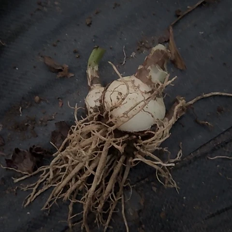 ?**花粉色惊奇8厘米包对版