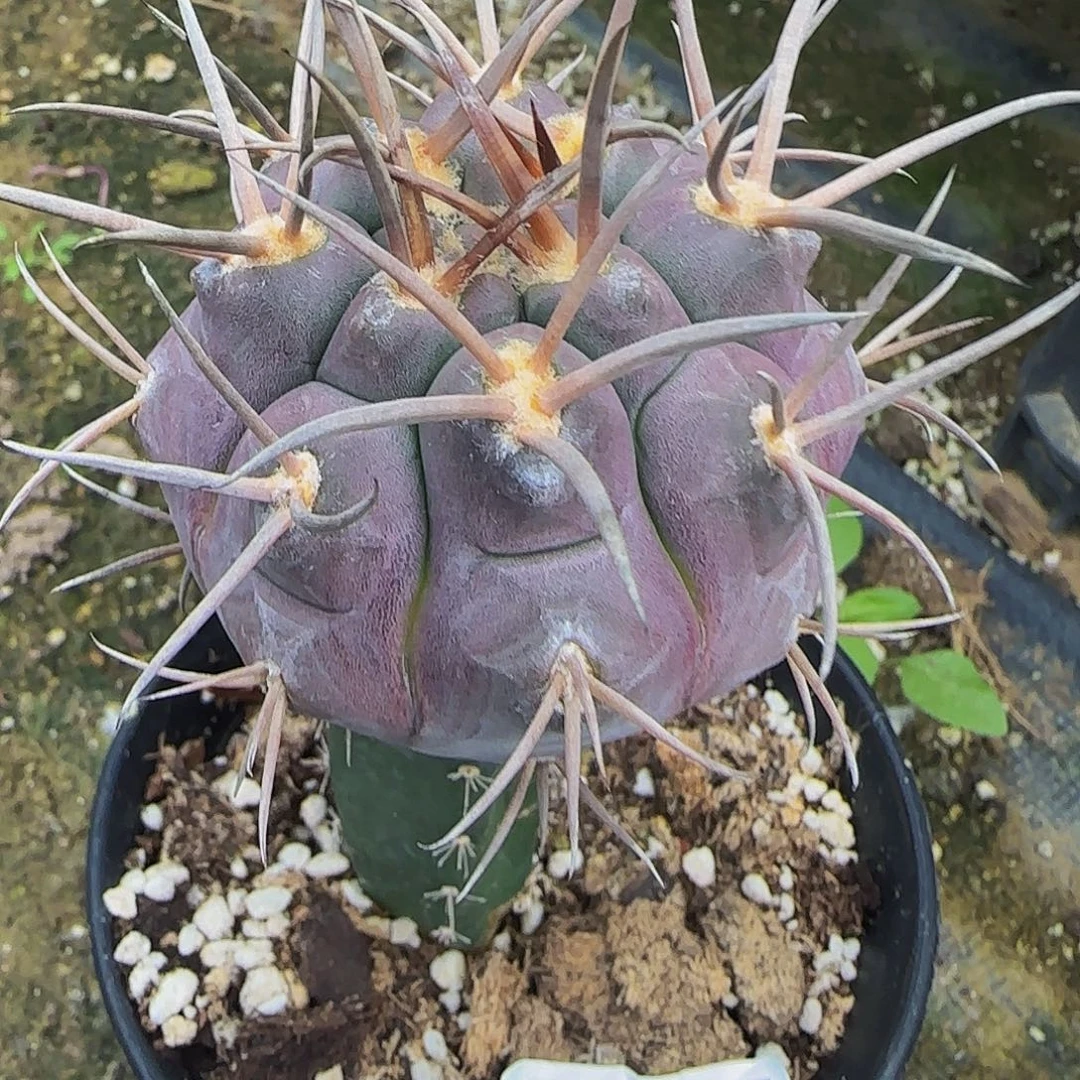 紫皮摩天龙025仙人球