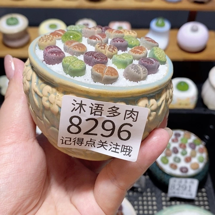 带盆土植物 精美盆栽8296