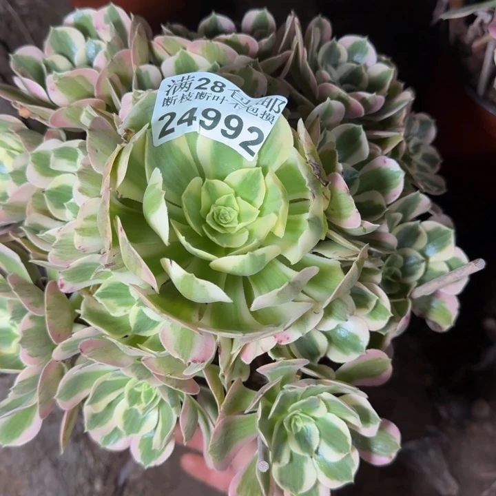 24992南女郎多肉植物