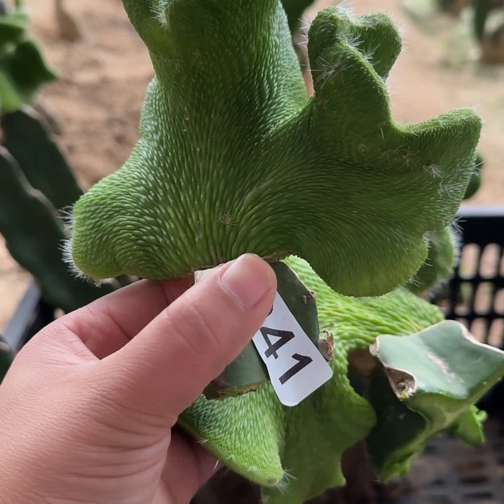 用***9无花朵砍头青蛇缀941