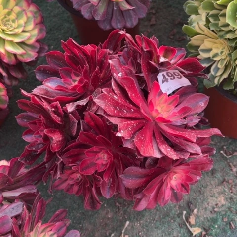 499美杜莎朵朵多肉，