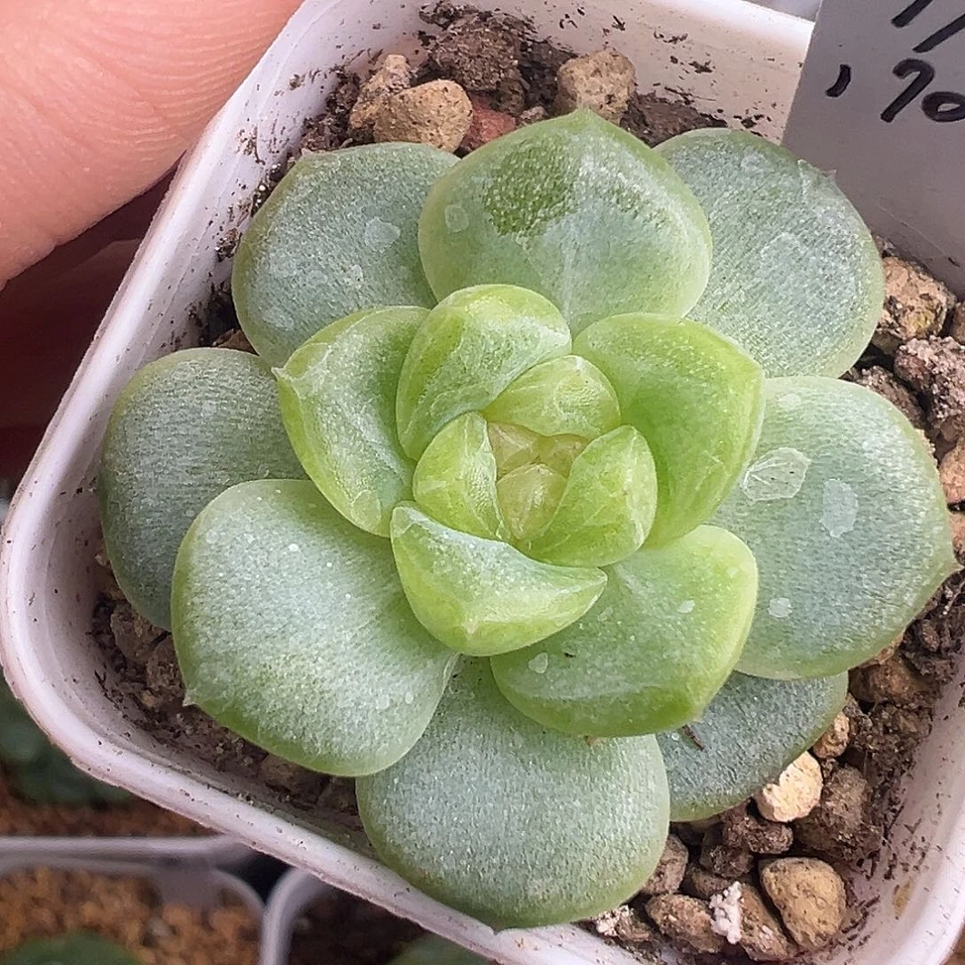 遥遥领先。冰玻璃渣