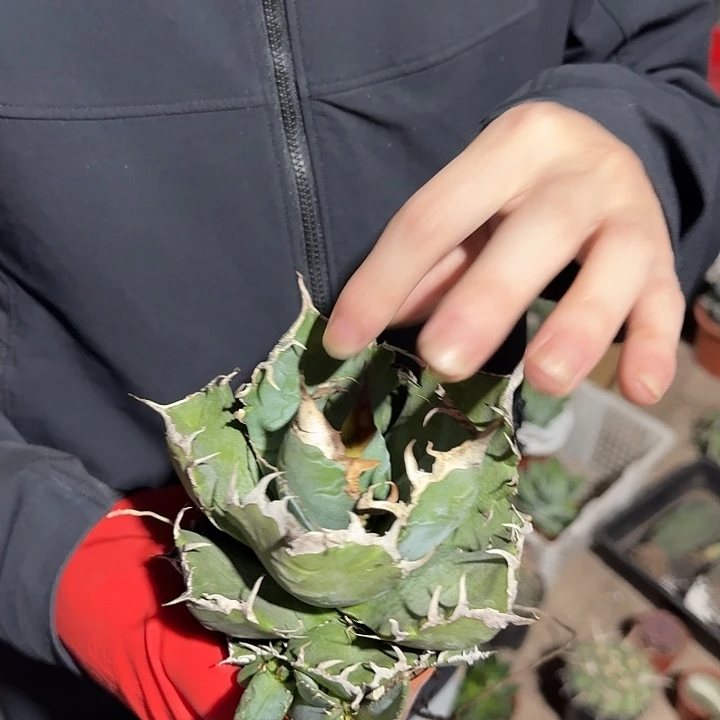 一行园艺【大一点魔王】