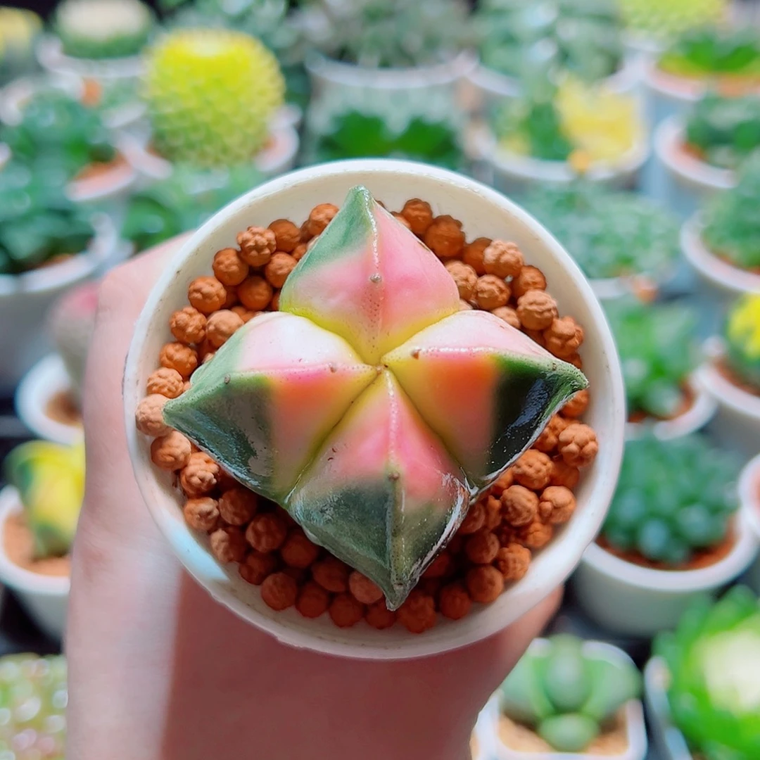 四角鸾凤玉粉色多肉