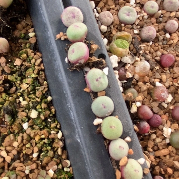 16548贝特分一颗