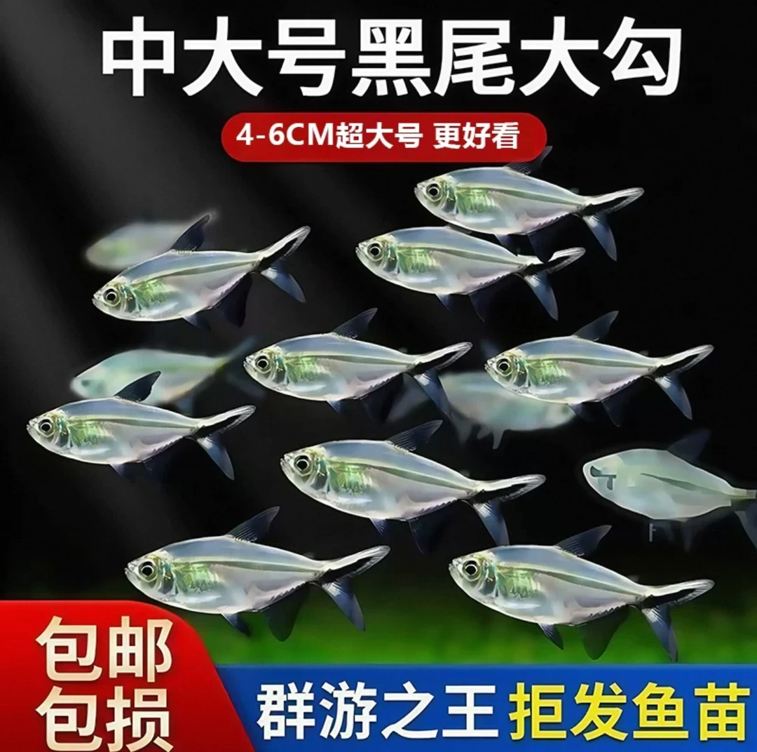 【江苏仓发货】黑尾大勾顺丰包邮送货上门新手好养群游鱼无需打氧