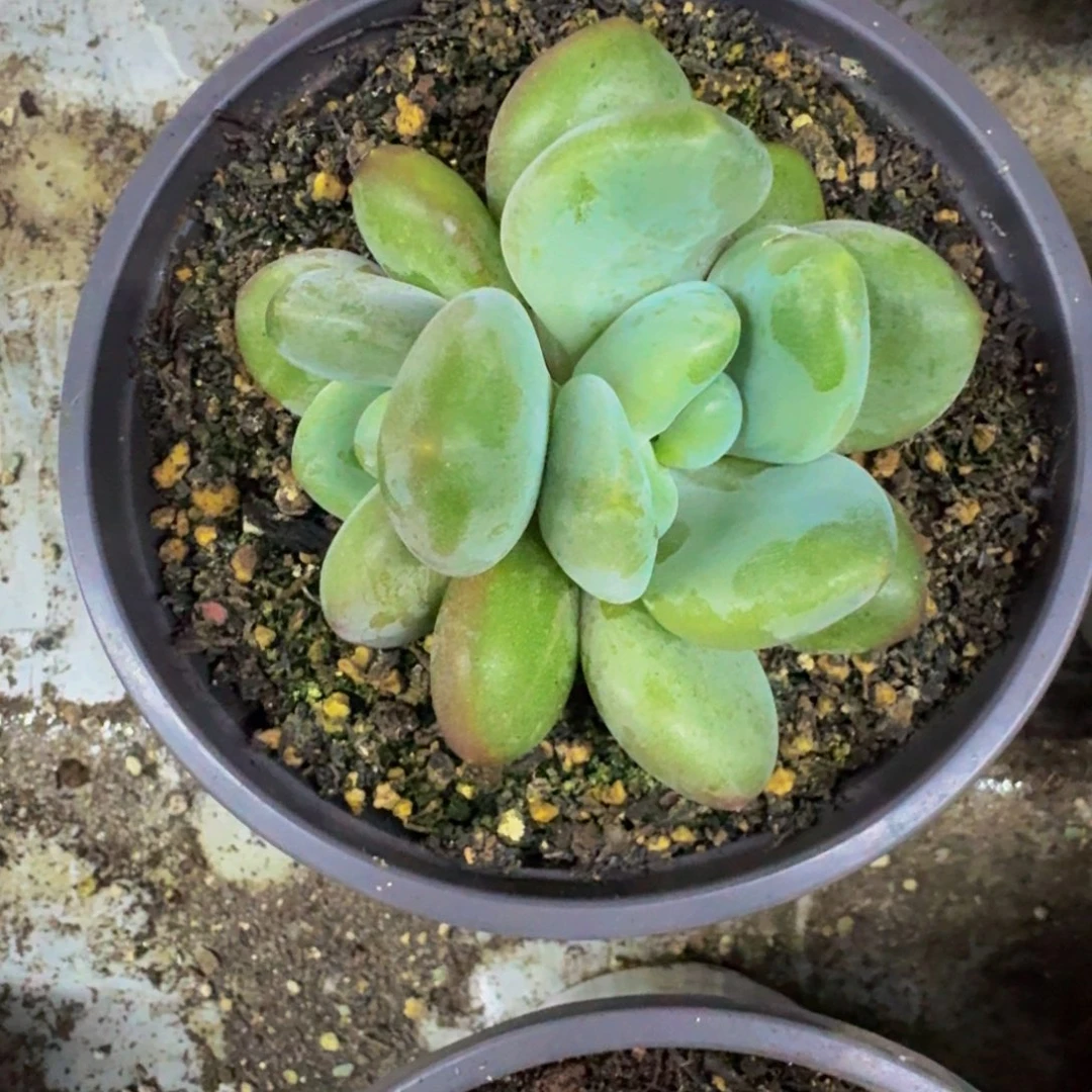 X系列美人新品 一物一拍