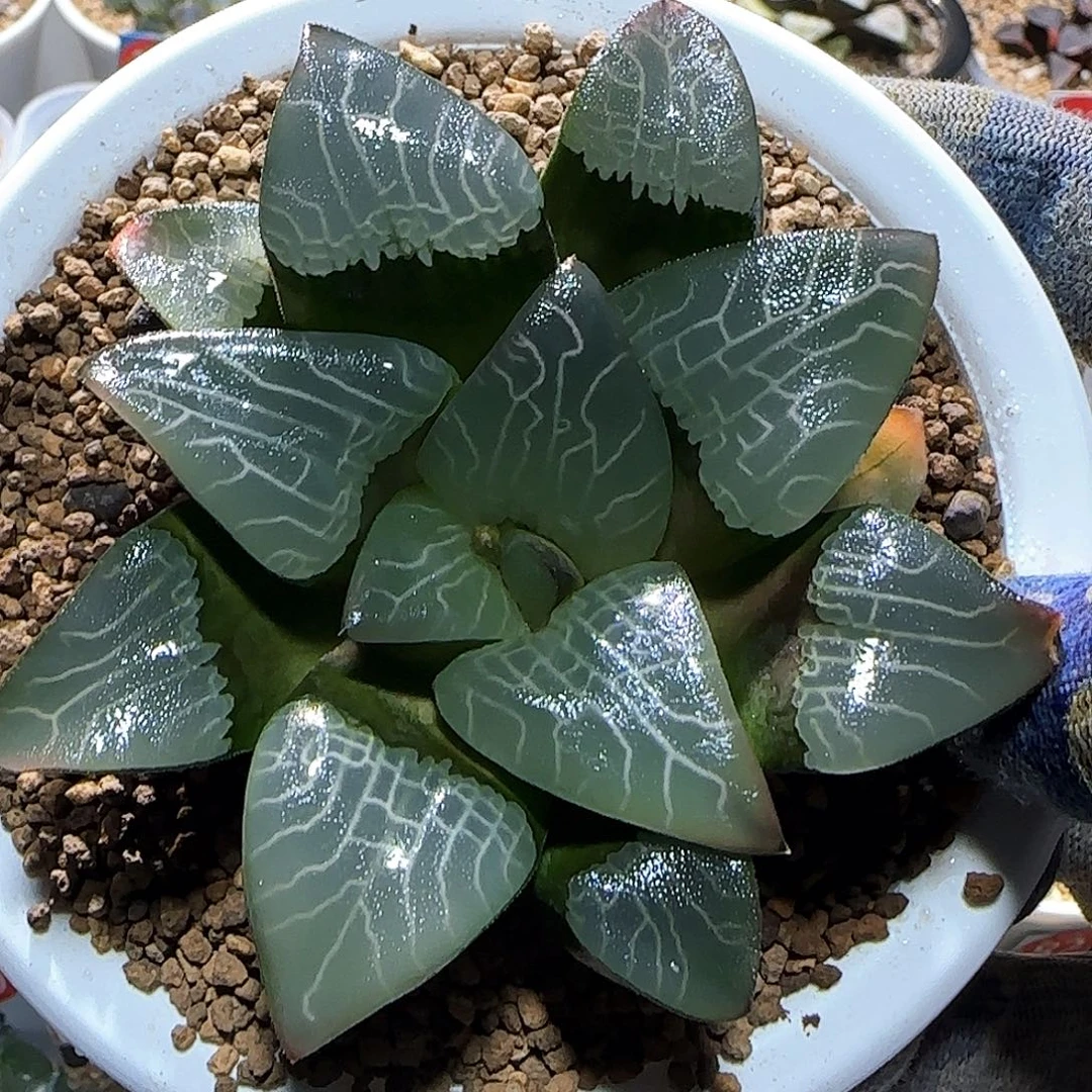 197号大型实生克 9 厘米左右一物一拍带盆发货