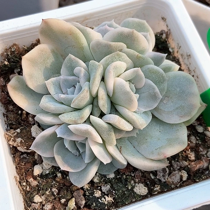 多肉植物雪球锦921