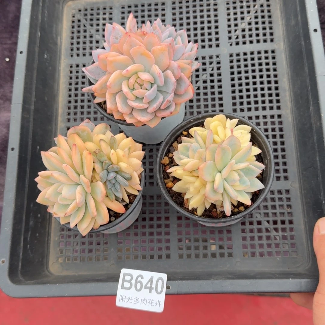 k**j3颗一起一物一拍的B640