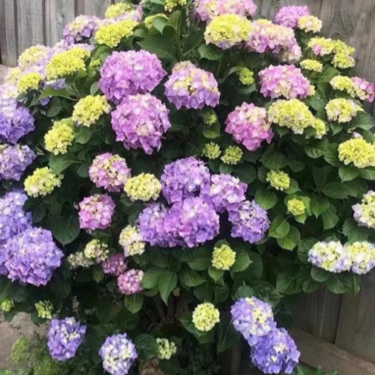【蓝色妖姬】贵州露天绣球花栽种栽庭院绣球花洋桔梗盆栽种植