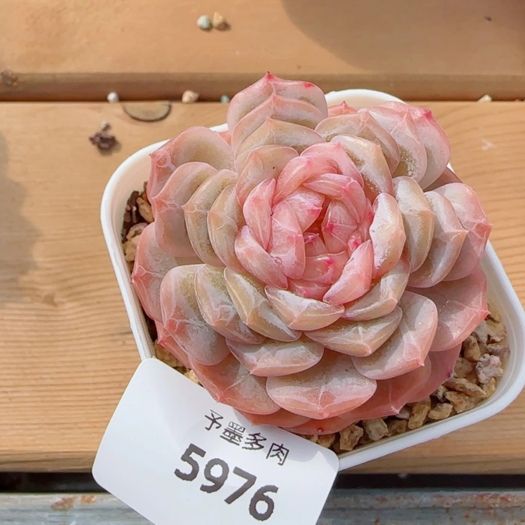 粉恋，5976多肉植物
