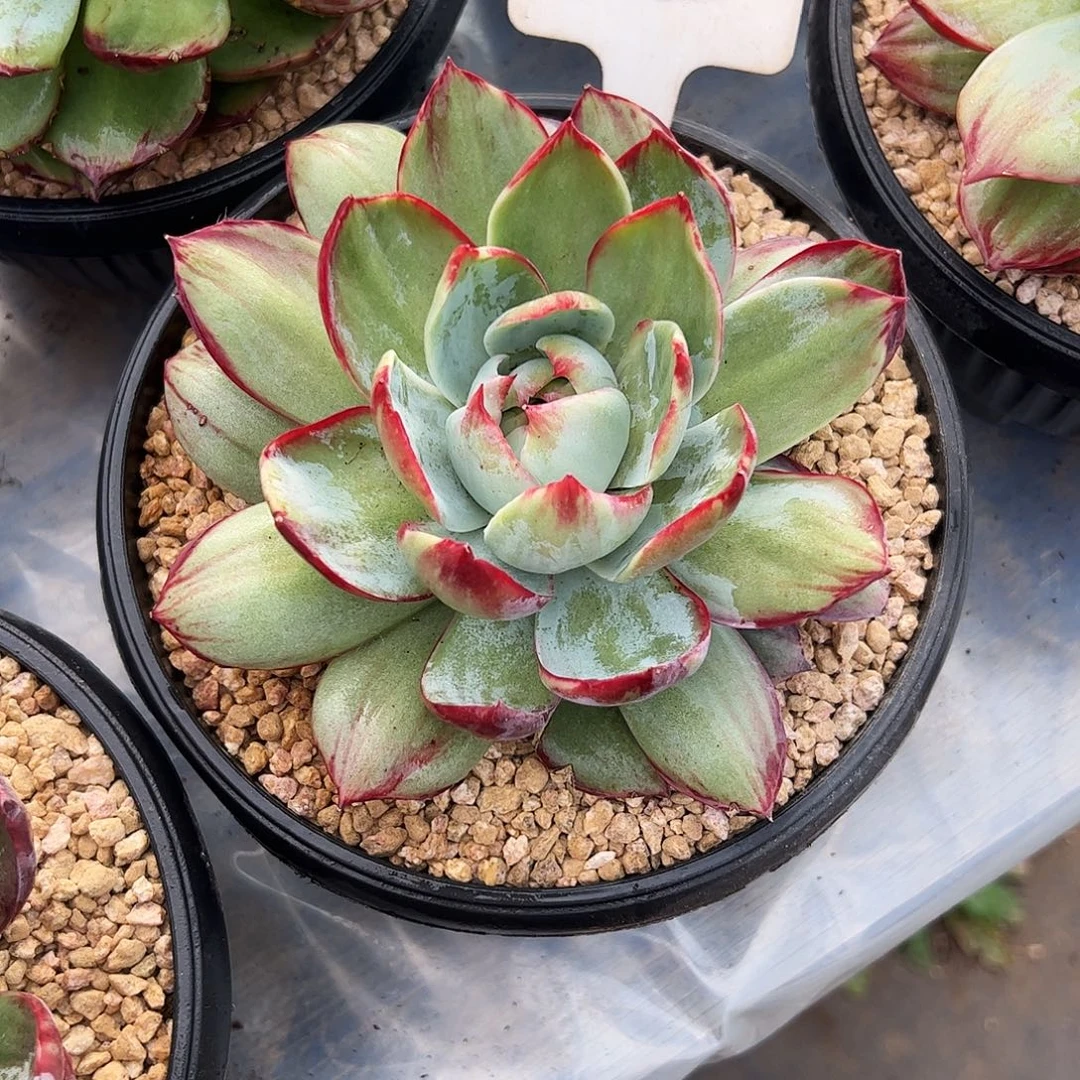 .***阳惊鸿仙子一物一拍3060号