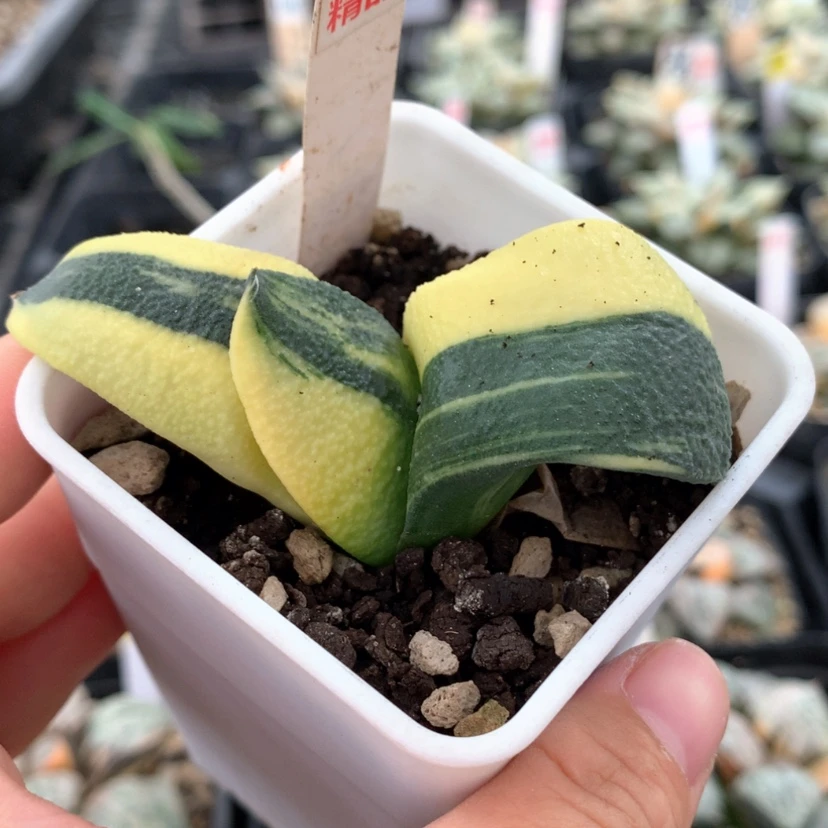 【闪购商品】500蜗牛