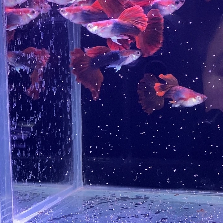 孔雀鱼大背扇子5对