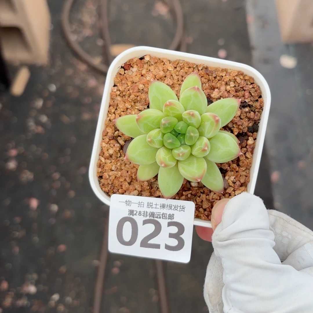 青花瓷无盆土发货