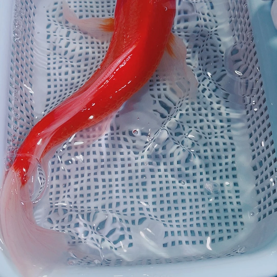 锦鲤锦鲤冷水鱼观赏鱼124