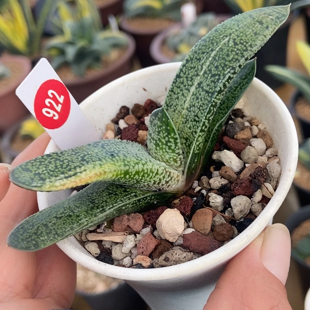 922卧牛实生转锦颗粒很好带盆发货