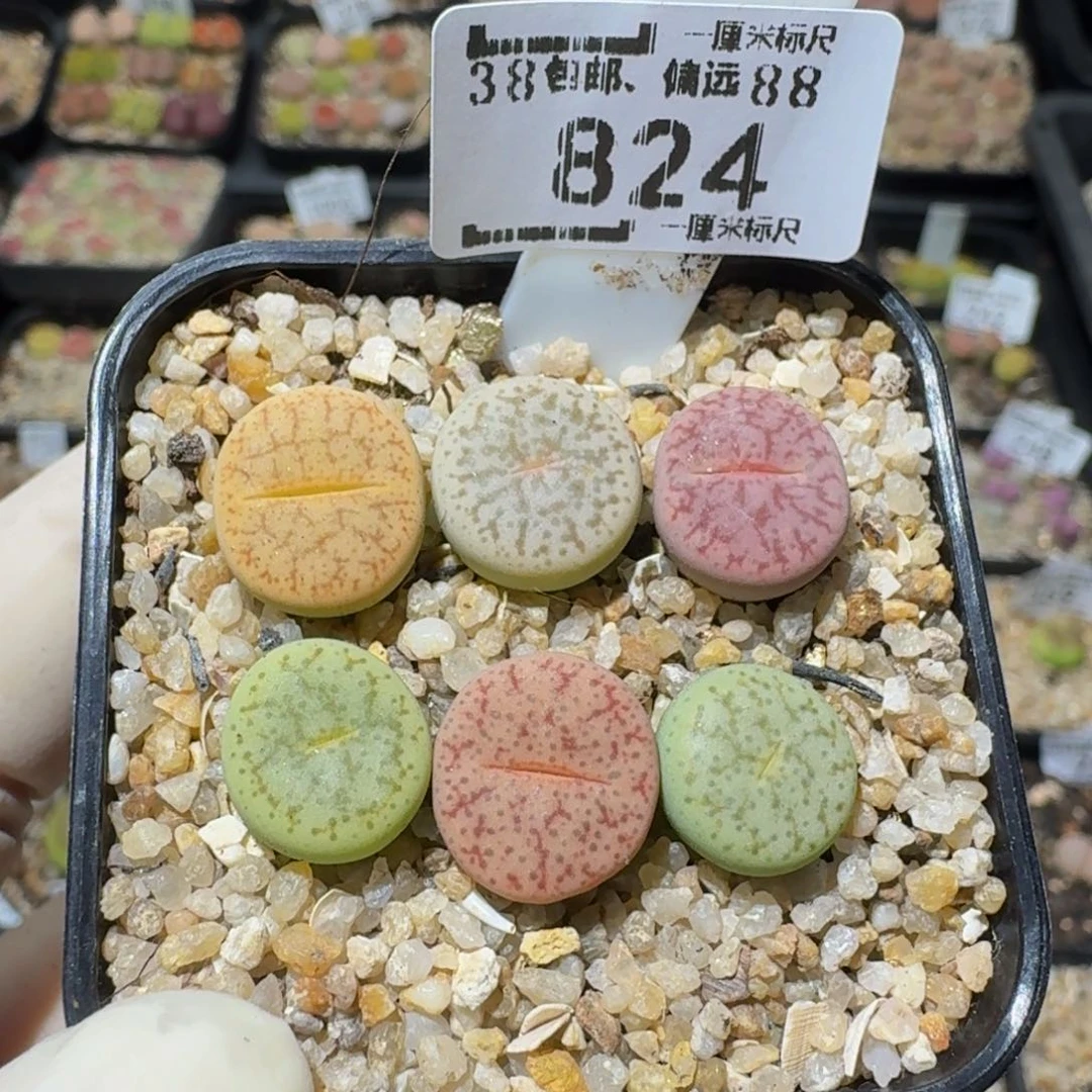 zzzz生石花肉锥824