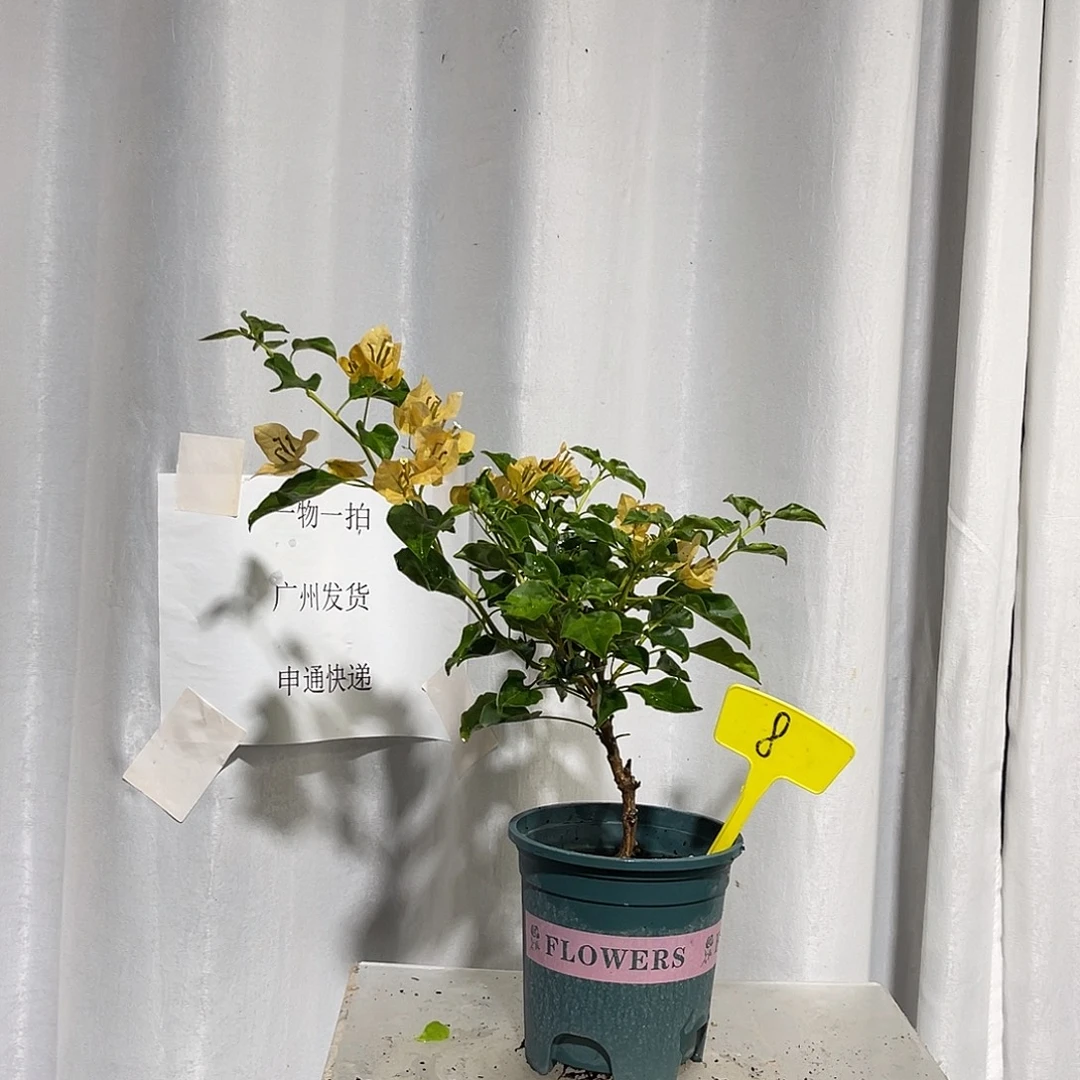 当前无花栽培后可以开花8蒙娜丽莎黄细杆子