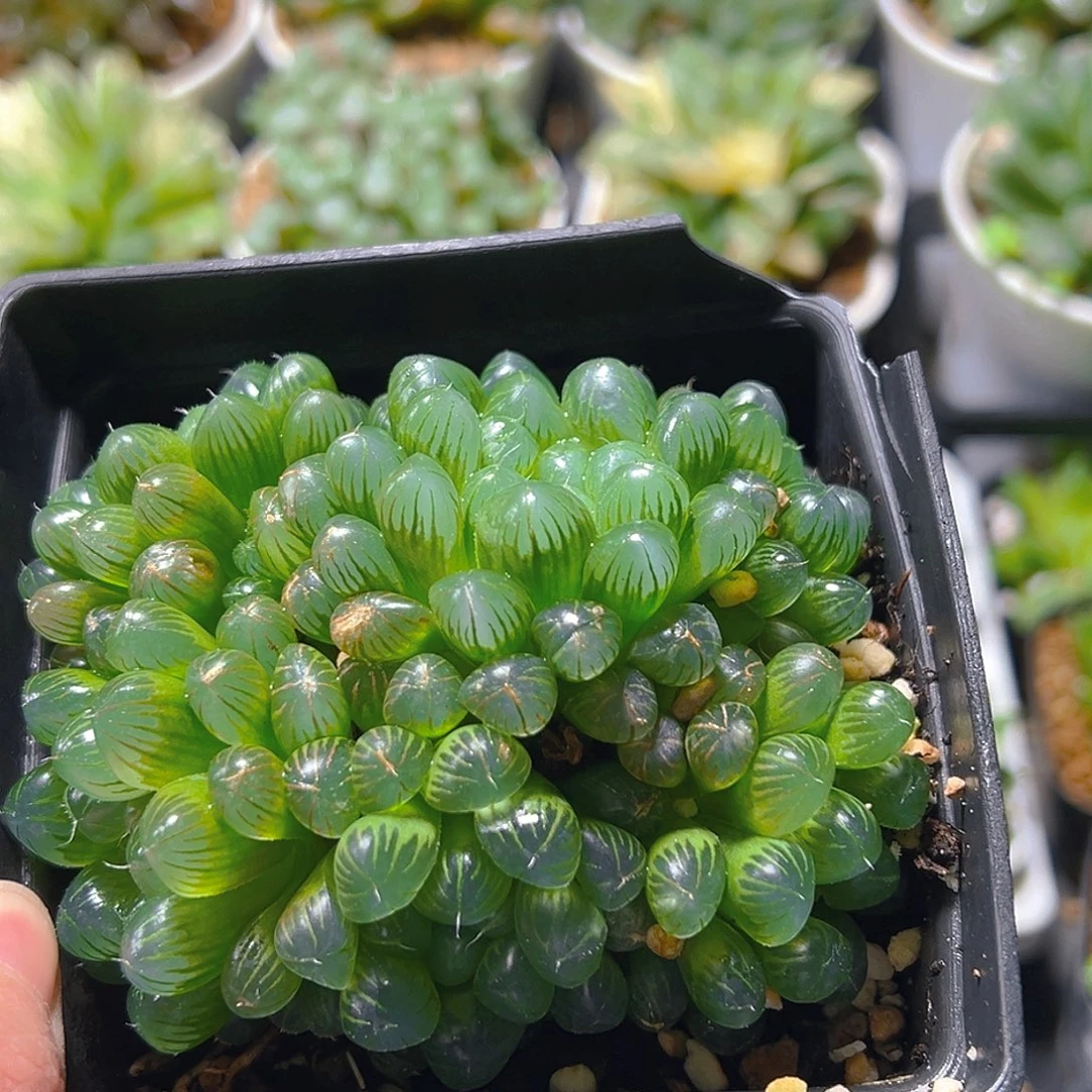 群玉露多肉植物一颗