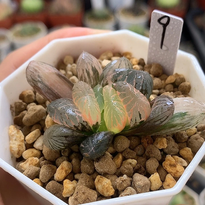 紫罗兰玉露锦带盆土发货tojj