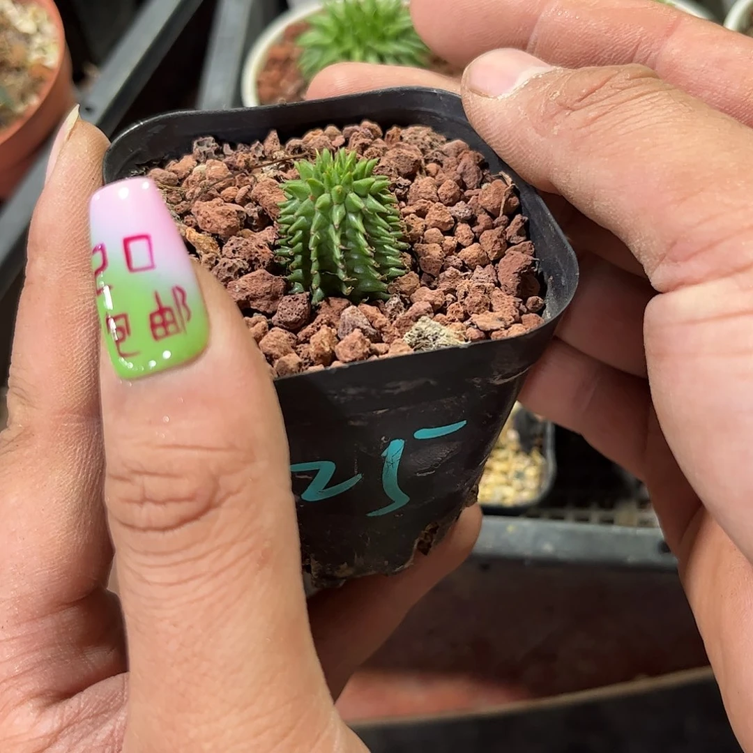 单头海胆单头发货有根发货