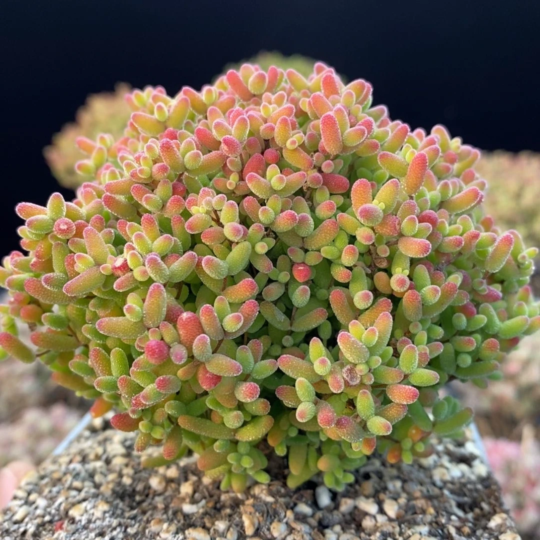 774蜜橘糖球，10厘米盆