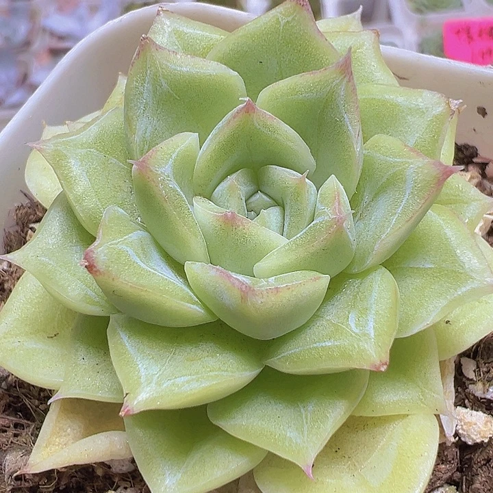 单头白天鹅19包邮多肉植物