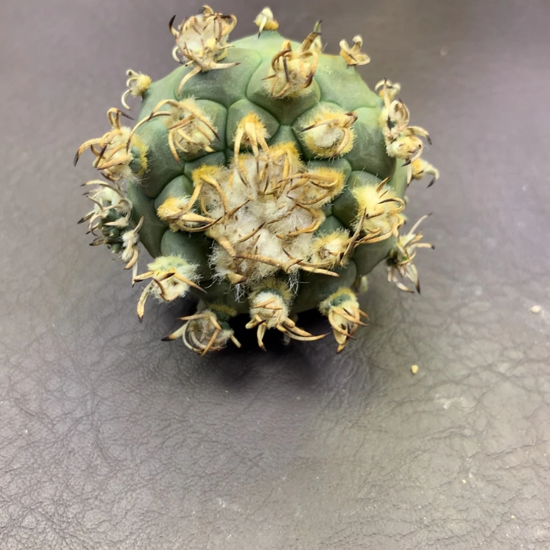 木***茵专拍一物一拍实生。