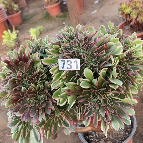 田***田多肉植物一个女神731