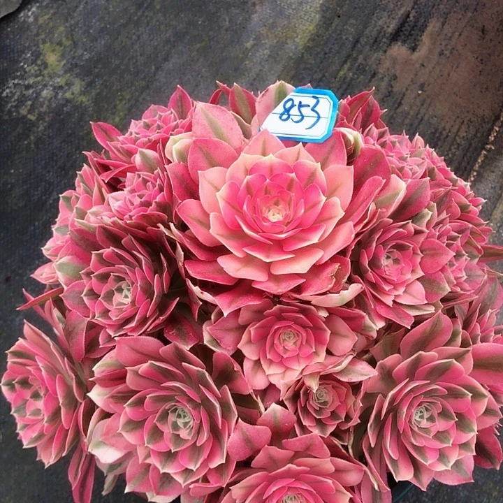 853女巫多肉法师