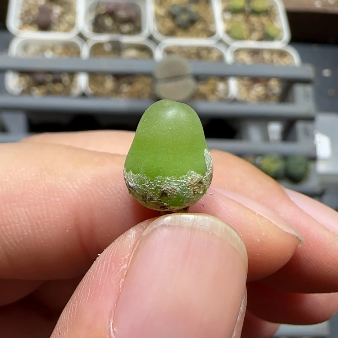 10.14。辛然园艺。大葫芦上播福利。2034