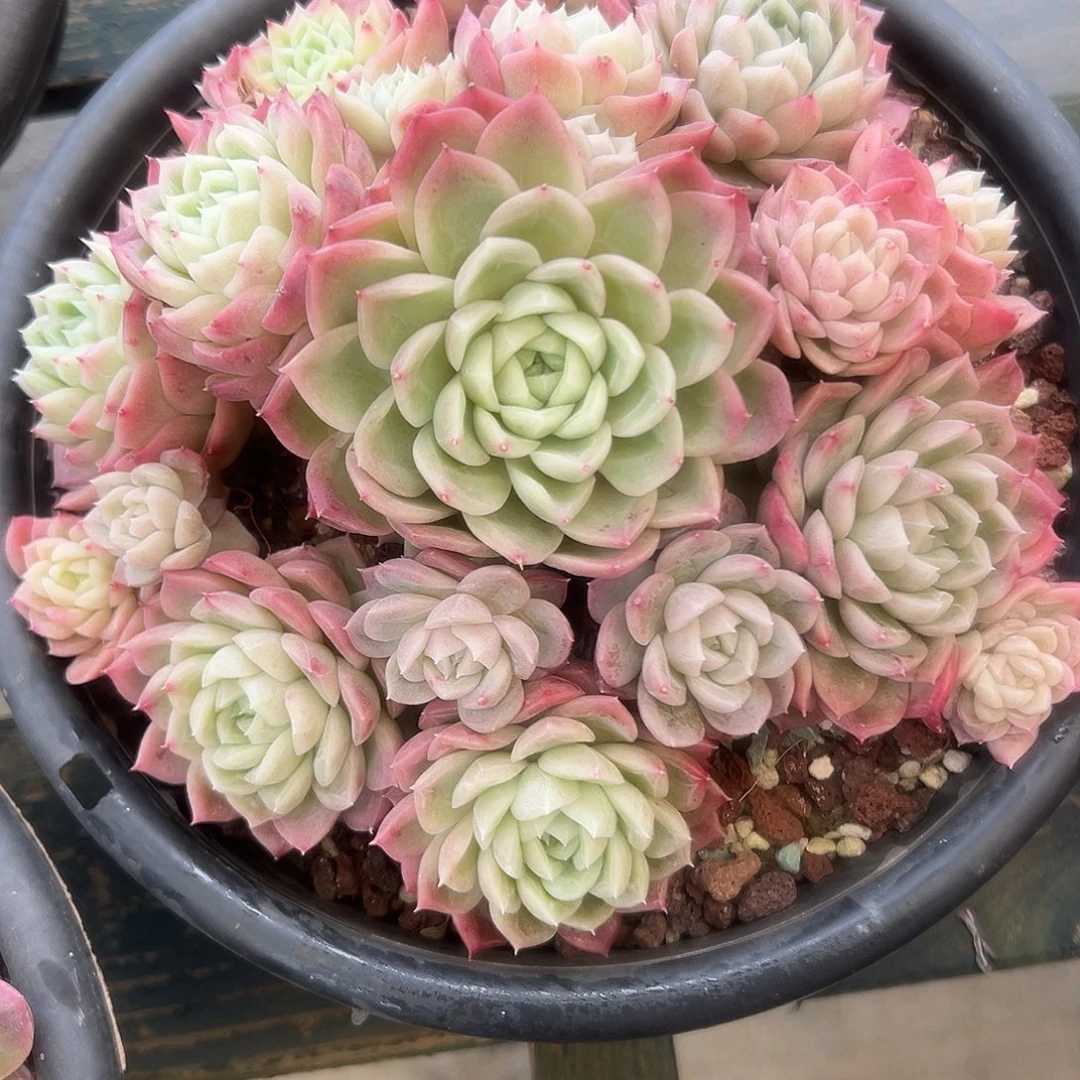 暗纹系不知名多肉植物