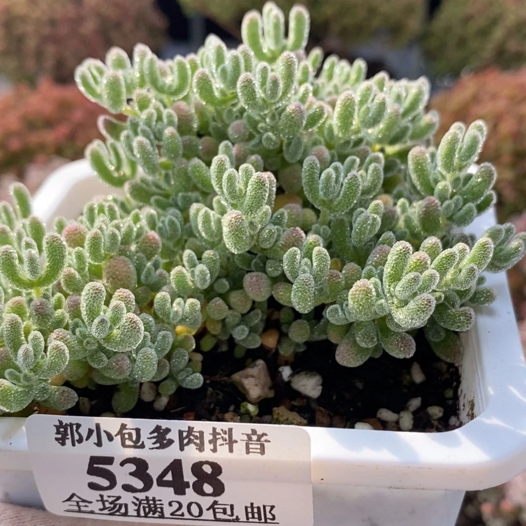 冰晶5348枝干番杏