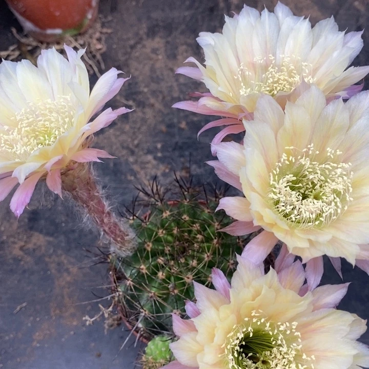 彩草自根拉丝随机发货一个