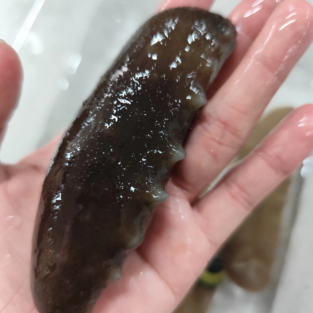 海参炖汤好吃煲汤