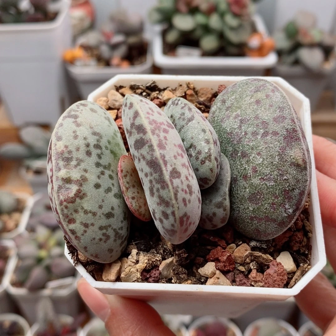 花蛋大母叶水泡多肉植物